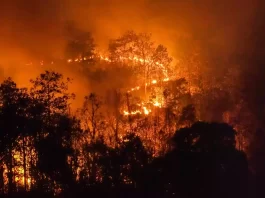 Incendios forestales: riesgos crecientes