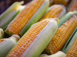 Maíz: descubre sus propiedades, beneficios y valor nutricional