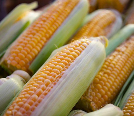 Maíz: descubre sus propiedades, beneficios y valor nutricional
