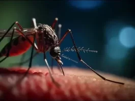 Reportan más de nueve mil casos de oropouche en América