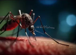 Reportan más de nueve mil casos de oropouche en América