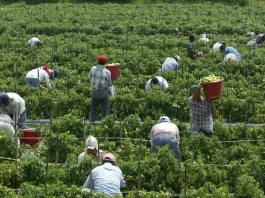 Canadá: El Programa de Visado Temporal Facilita la Explotación de Trabajadores Migrantes