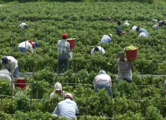 Canadá: El Programa de Visado Temporal Facilita la Explotación de Trabajadores Migrantes