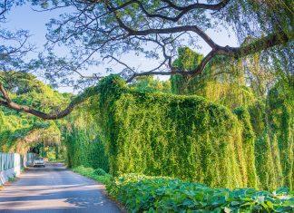 Los parques naturales urbanos como atractivos para el turismo