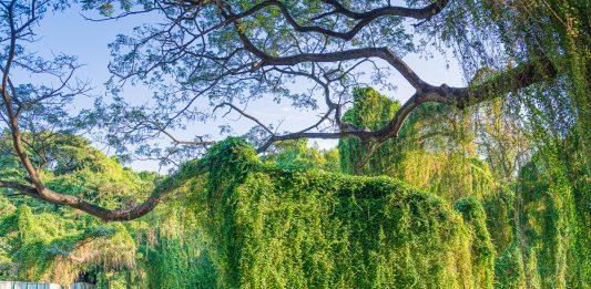 Los parques naturales urbanos como atractivos para el turismo