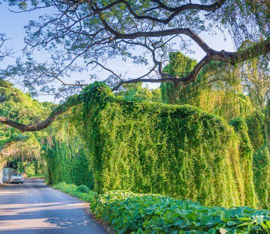 Los parques naturales urbanos como atractivos para el turismo