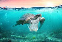 ALGO MÁS QUE PALABRAS. Mares y desiertos; convertidos en vertederos