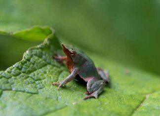 Retiro de 43 decretos ambientales en Chile, una mala señal