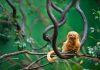 Brasil actualiza lista nacional de fauna amenazada
