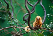 Brasil actualiza lista nacional de fauna amenazada