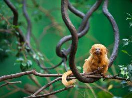 Brasil actualiza lista nacional de fauna amenazada