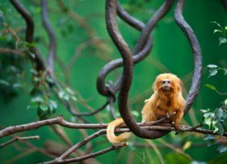 Brasil actualiza lista nacional de fauna amenazada