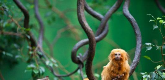 Brasil actualiza lista nacional de fauna amenazada