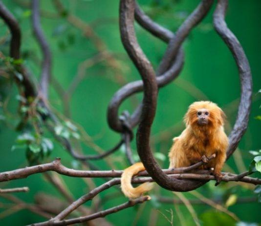Brasil actualiza lista nacional de fauna amenazada