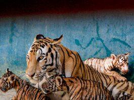 Cuba: historias que desafían la realidad