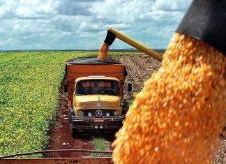 Brasil prevé cosecha récord de granos