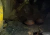 Hallan 179 piezas arqueológicas en cueva del sur de México